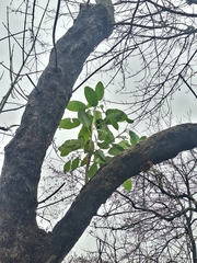Ficus luschnathiana, photograph (c) Rocío Esmeralda Pose, some rights reserved (CC BY)
