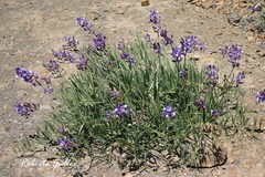 Lathyrus macropus