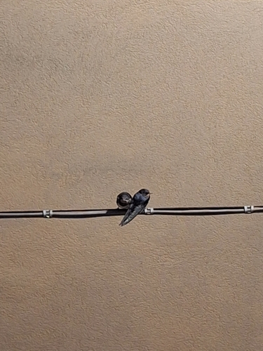 Barn Swallow