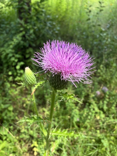 Cirsium pumilum, photograph 6