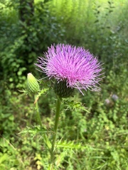 Cirsium pumilum, photograph (c) er-birds, some rights reserved (CC BY)