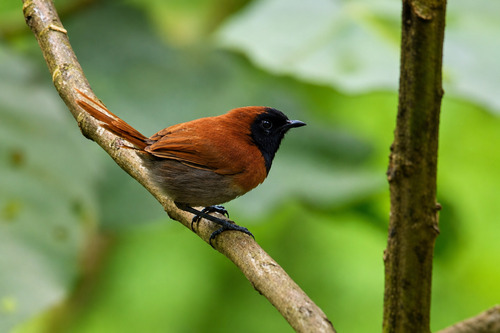 Black-faced Rufous-Warbler