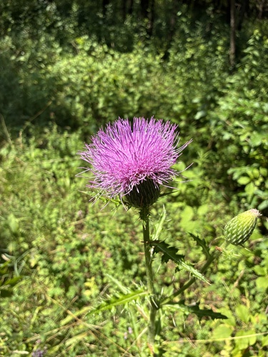 Cirsium pumilum, photograph 5