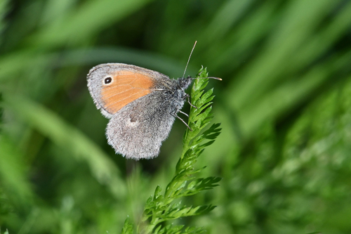 Small Heath