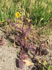 Sonchus asper asper