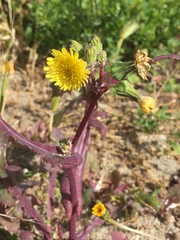 Sonchus asper asper