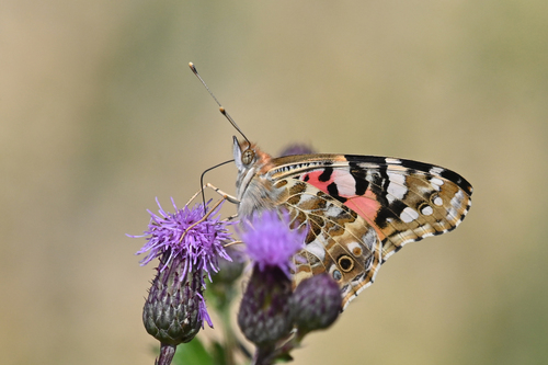 Painted Lady