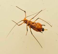 Uroleucon obscuricaudatum