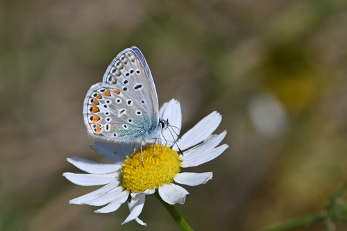 Common Blue