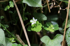 Dichocarpum adiantifolium