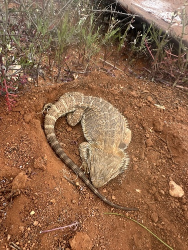 Central Bearded Dragon