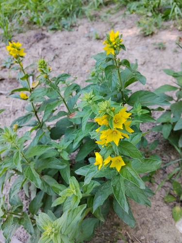 Dotted Loosestrife