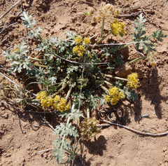Cymopterus glomeratus