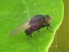 Minettia longipennis