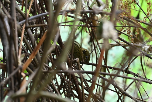 Boehm's Bush Squirrel
