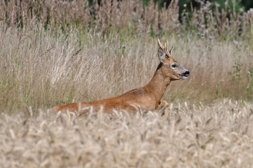 Western Roe Deer