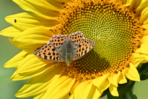 Queen of Spain Fritillary