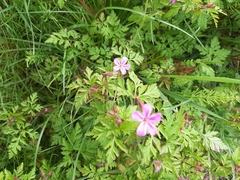 Geranium robertianum