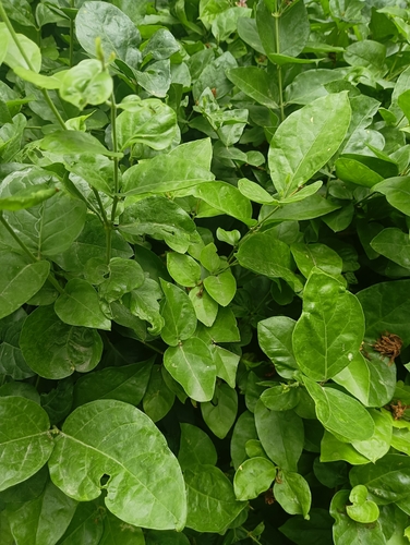 Jasminum sambac observed 2026-08-04
