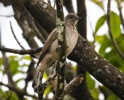 Scaly-throated Honeyguide