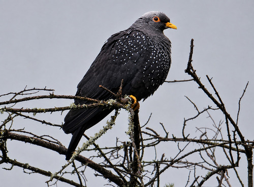 Rameron Pigeon