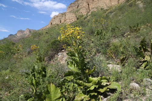 Inula grandis, photograph 1