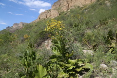 Inula grandis, photograph (c) Dr. Alexey Yakovlev, some rights reserved (CC BY)