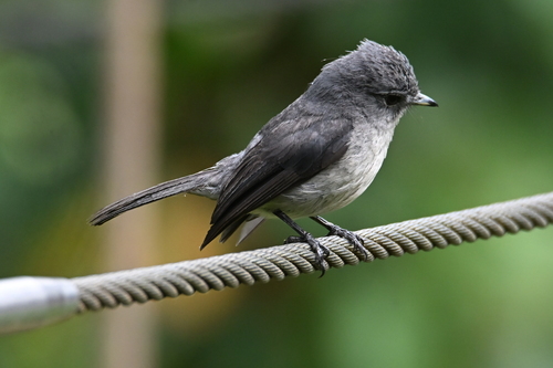 White-eyed Slaty-Flycatcher