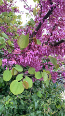 Cercis siliquastrum