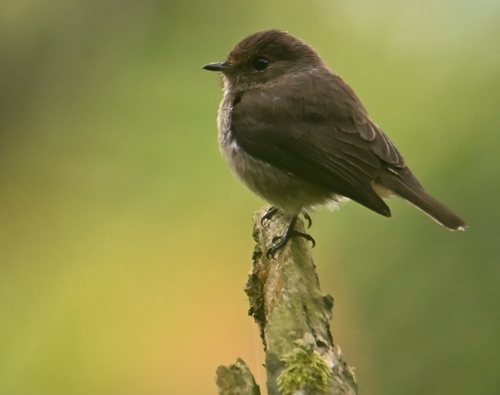 African Dusky Flycatcher