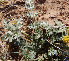Cymopterus glomeratus