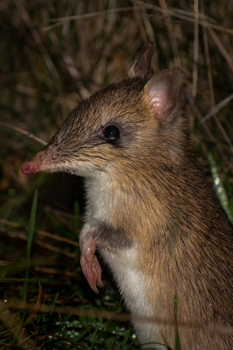 Eastern Barred Bandicoot