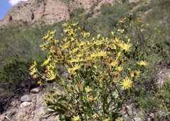 Inula grandis
