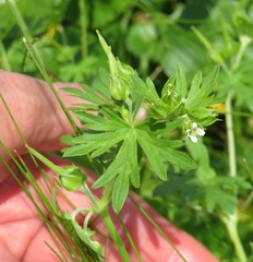 Geranium texanum