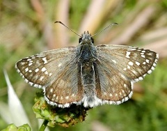 Pyrgus sidae