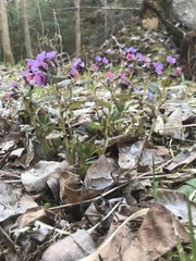 Pulmonaria officinalis
