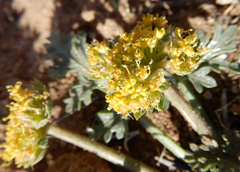Cymopterus glomeratus