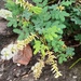 Acacia oliveri