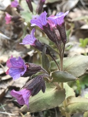 Pulmonaria officinalis