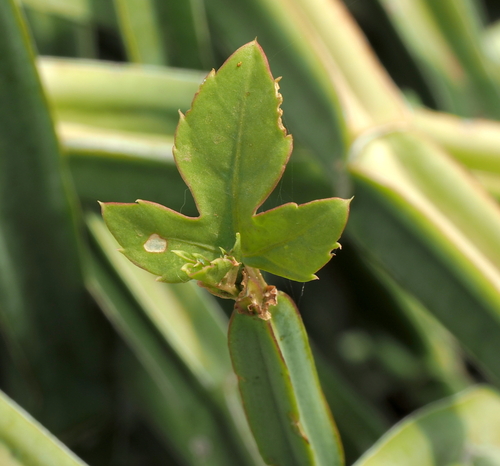 Single-stemmed Wild Grape