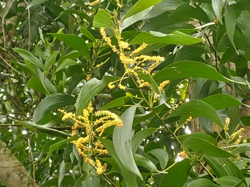 Earpod Wattle