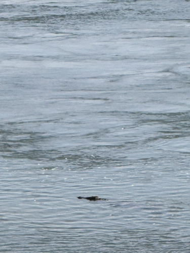 Nile Crocodile