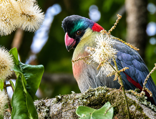 Rwenzori Turaco