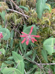 Lonicera sempervirens sempervirens