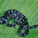 Annellated Coralsnake - Photo (c) Roberto Sindaco, some rights reserved (CC BY-NC-SA), uploaded by Roberto Sindaco