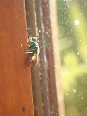 Chrysis ignita