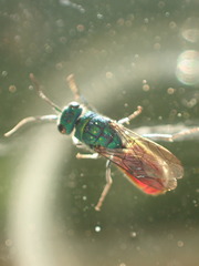 Chrysis ignita