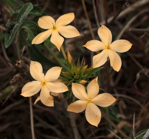 Barleria eranthemoides