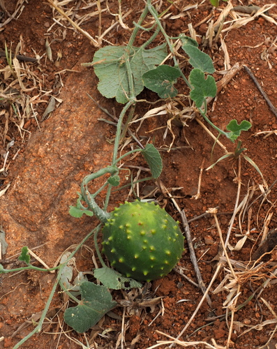 Cucumis aculeatus
