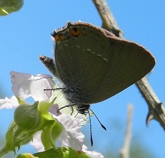 Satyrium acaciae